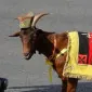 سث سیرز